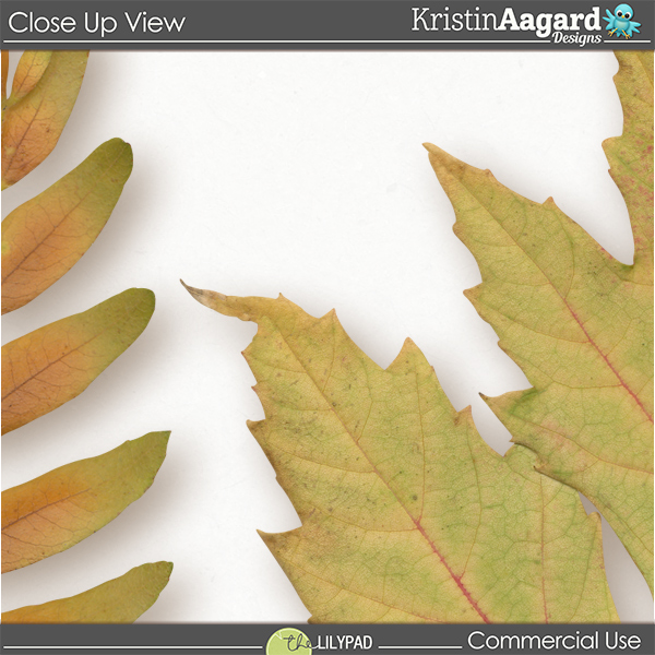 CU Fall Foliage 10 - Image 3