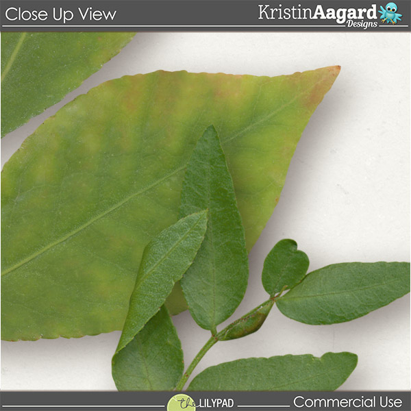 CU Foliage 41 - Image 4