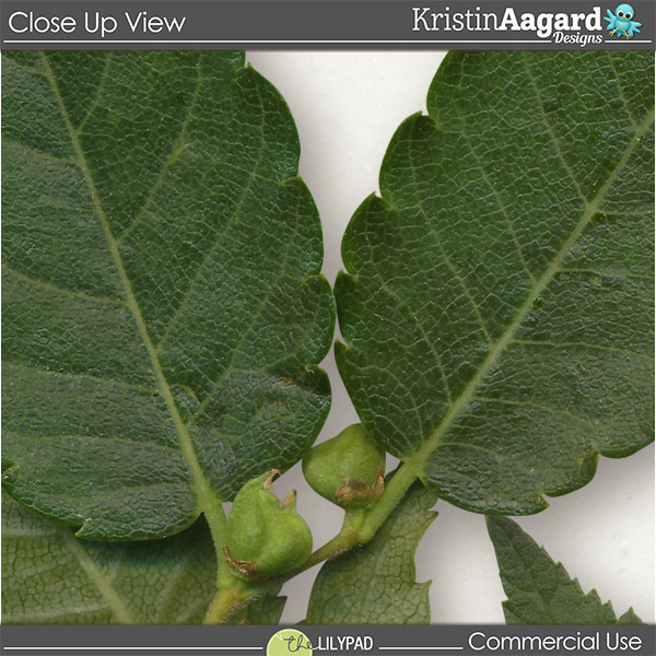 CU Foliage 39 - Image 4