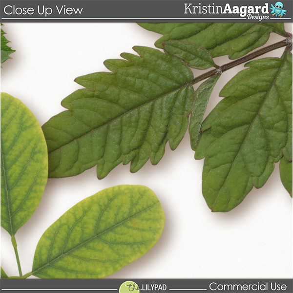 CU Foliage 50 - Image 4