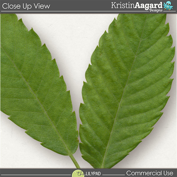 CU Foliage 39 - Image 5