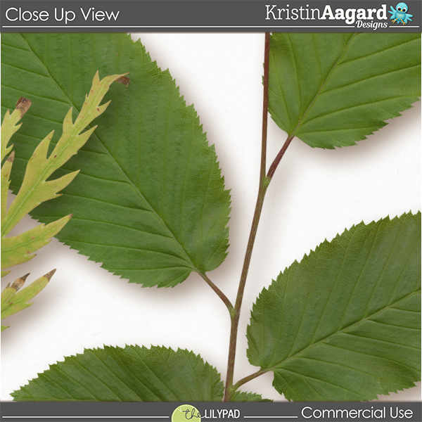 CU Foliage 50 - Image 5