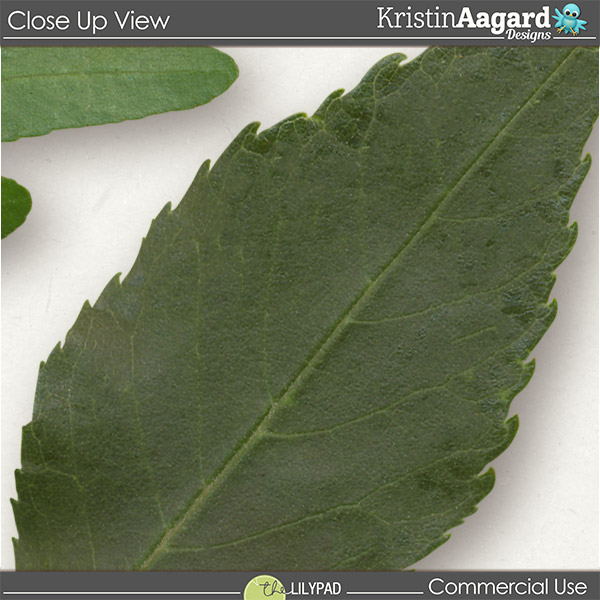 CU Foliage 41 - Image 5