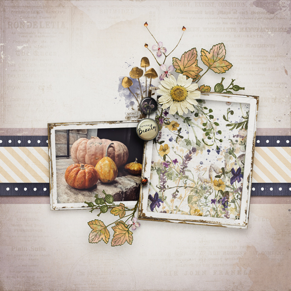 Forage Collection - Image 5
