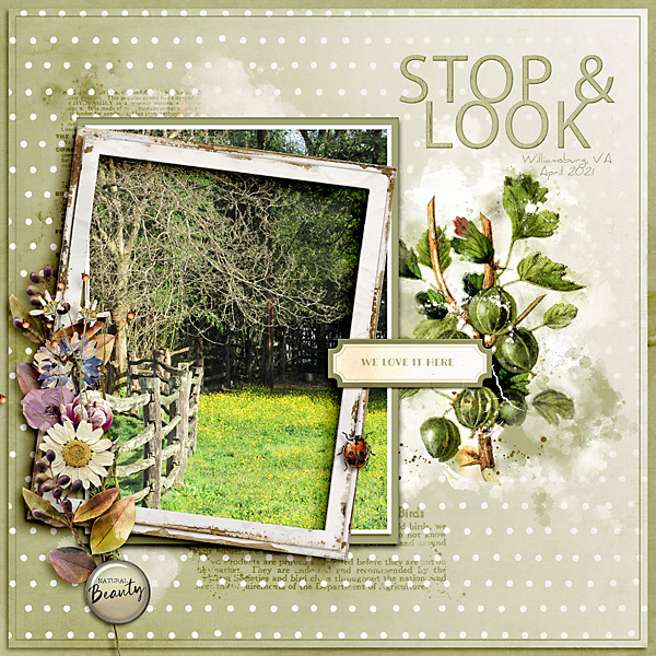 Forage Collection - Image 6
