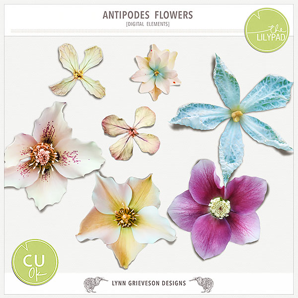 CU/PU Antipodes Flowers