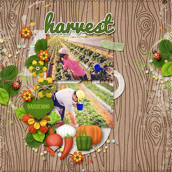 Veggie Garden - Image 6