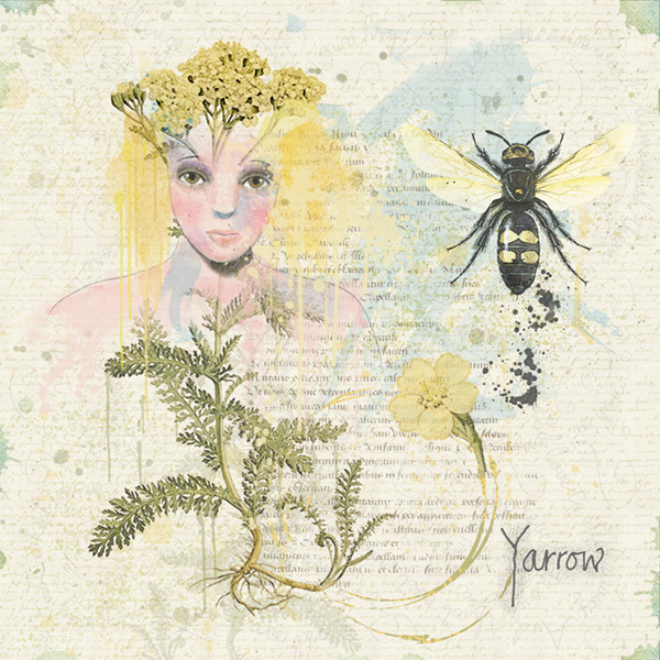 Yarrow - Image 4