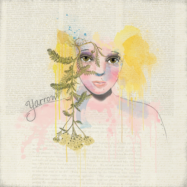 Yarrow - Image 6