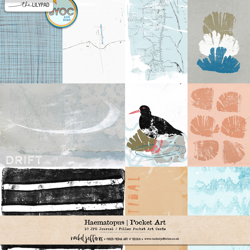 Haematopus | Pocket Art Cards
