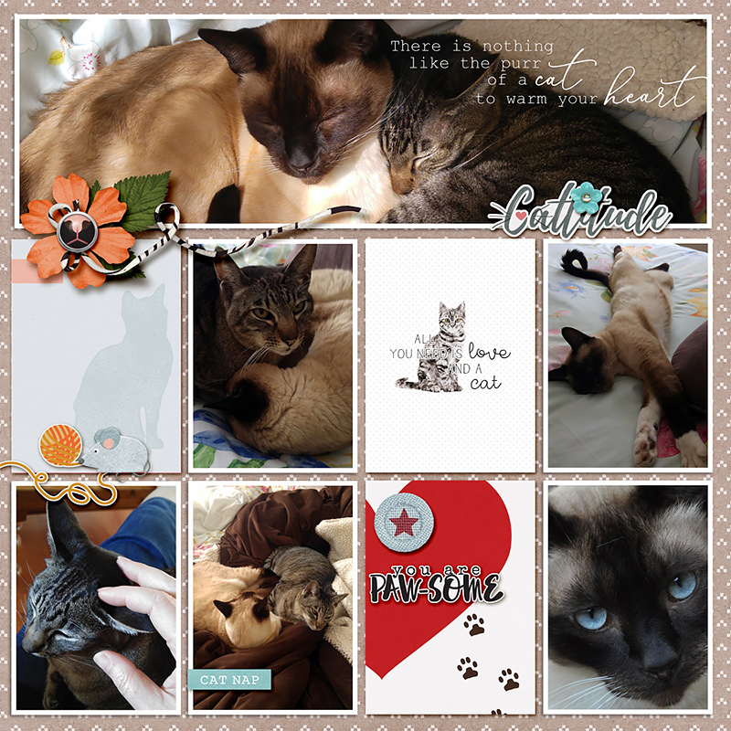 Purfect Tales | Collaboration Kit - Image 2